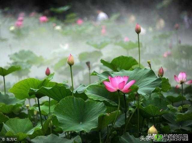 两瓣红莲今夜开一池碧水盼君浴:静候君来