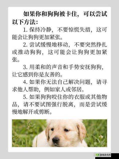 和狗狗卡了一晚上，是怎样的体验？