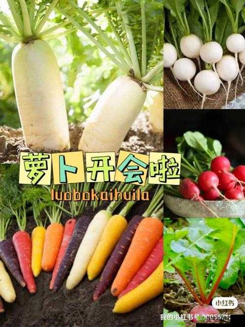 拔萝卜痛又降黄 9.1 现看：探究背后的深层原因与影响