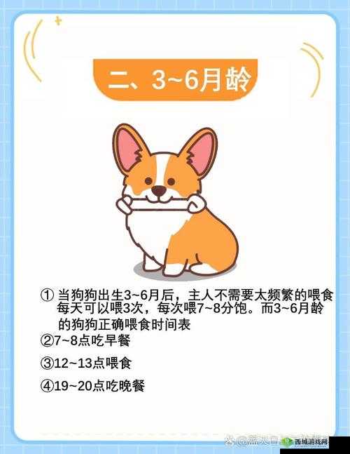 狗狗断奶全面指南，科学管理断奶过程，优化资源配置，确保健康成长