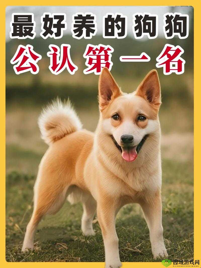 ZoomZookeeper 狗:勇敢守护家园的忠诚伙伴