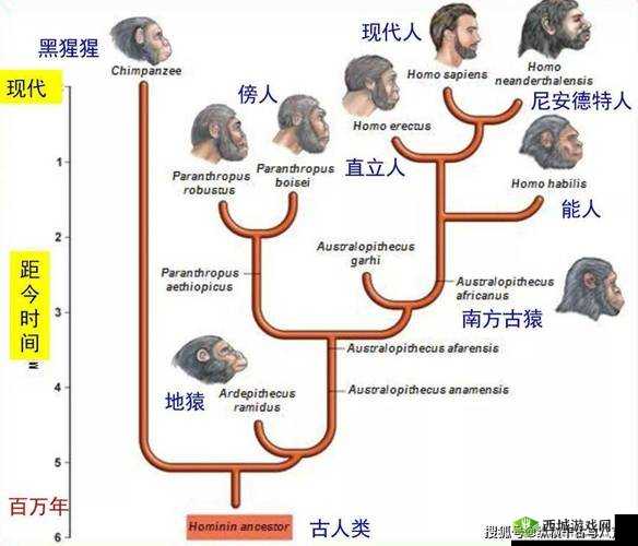 非洲人性功能强大究竟与哪些因素相关?探秘背后原因大揭秘或者:非洲人性功能强大的原因何在?深度剖析其相关因素有哪些或者:为何说非洲人性功能强大?其与哪些方面存在密切关联?